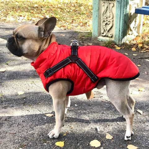 Furry - wasserdichte Hundejacke perfekt für die kalte Jahreszeit